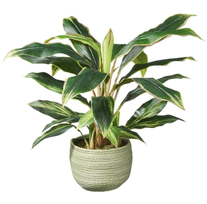 Kunstplant Cordyline H60cm in mand groen - HTT Decorations kunstplanten