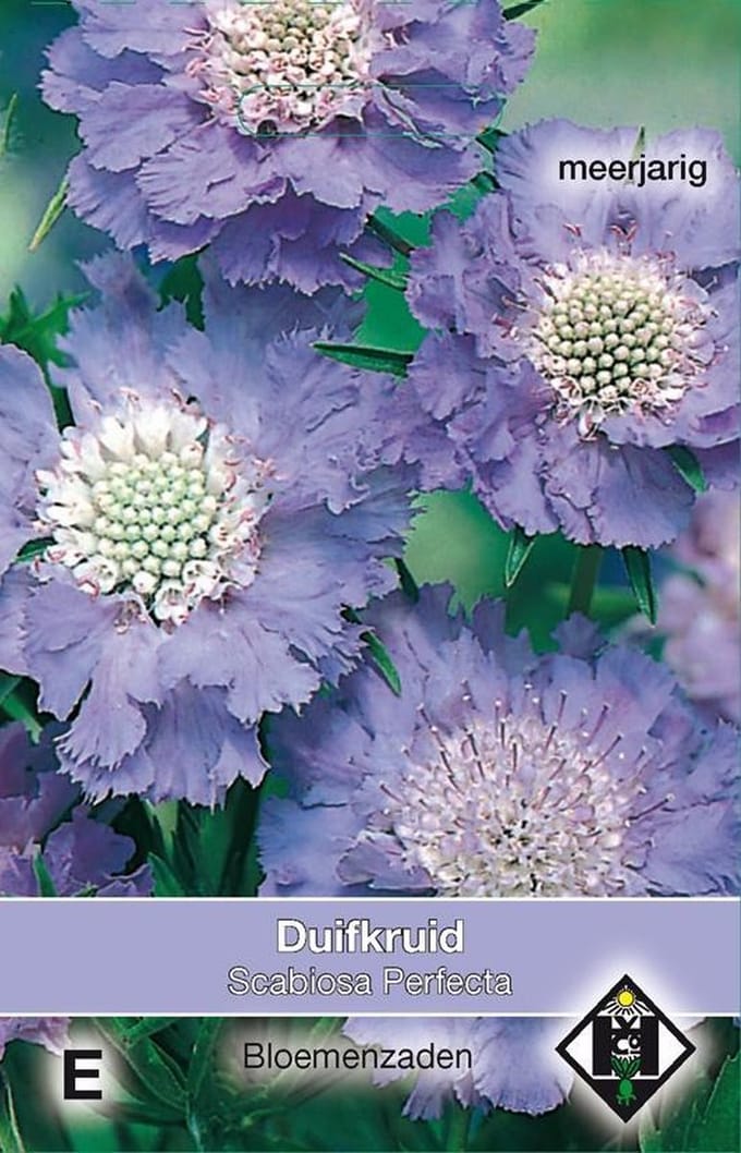 Van Hemert & Co - Duifkruid Perfecta (Scabiosa caucasia)