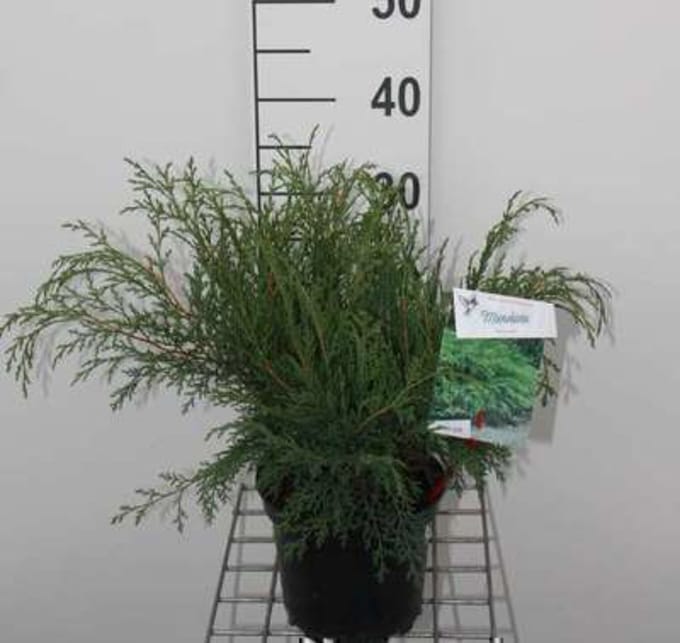 Microbiota decussata - Valse Jeneverbes, Microbiota 25 - 30 cm in pot