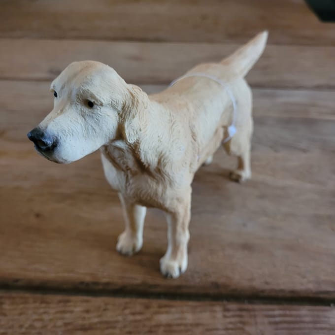 Beeld Golden Retriever