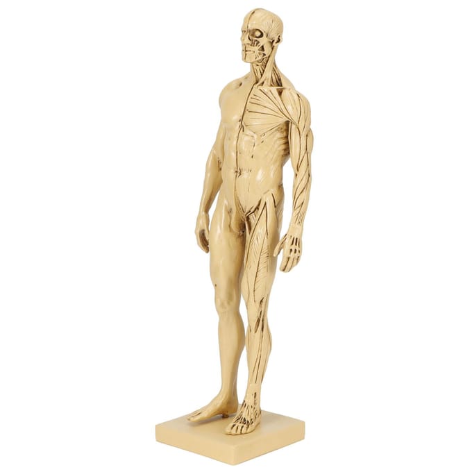 Mannequin Hars Menselijk Spiermodel Schetsen Onderwijs Tekenen Mannelijk Lichaam Anatomiemodel beige