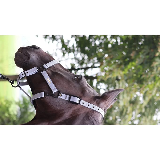 Halster voor paarden Lami-Cell Midnight