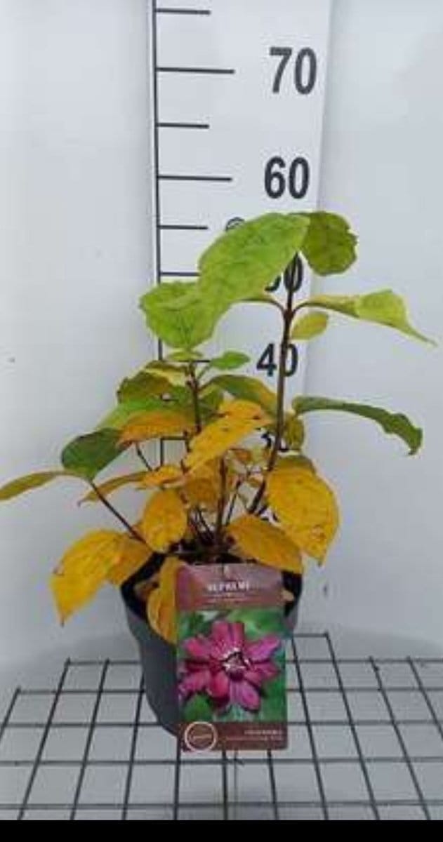 Calycanthus raulstonii 'Hartlage Wine' - Specerijstruik 40- 60 cm in pot