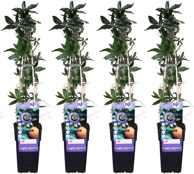 4x - Passiflora caerulea - ↨65cm - Ø15