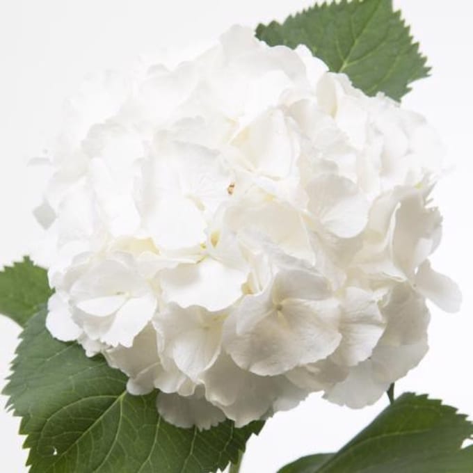 10x Hydr.white verena 60cm