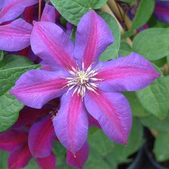 Clematis 'Mrs N. Thompson' - Bosrank 50-60 cm in pot