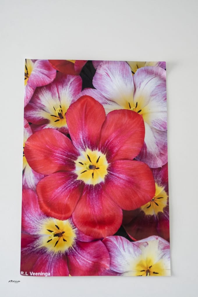 Kleintje fotografie Bloem Poster 60x 40 CM