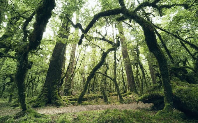 Fotobehang - Ancient Green 450x280cm - Vliesbehang