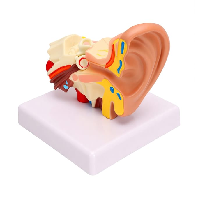 1,5 keer Vergroot Menselijk Oor Anatomiemodel Linker Buitenste Middelste Binnenste Structuur Anatomisch Oormodel