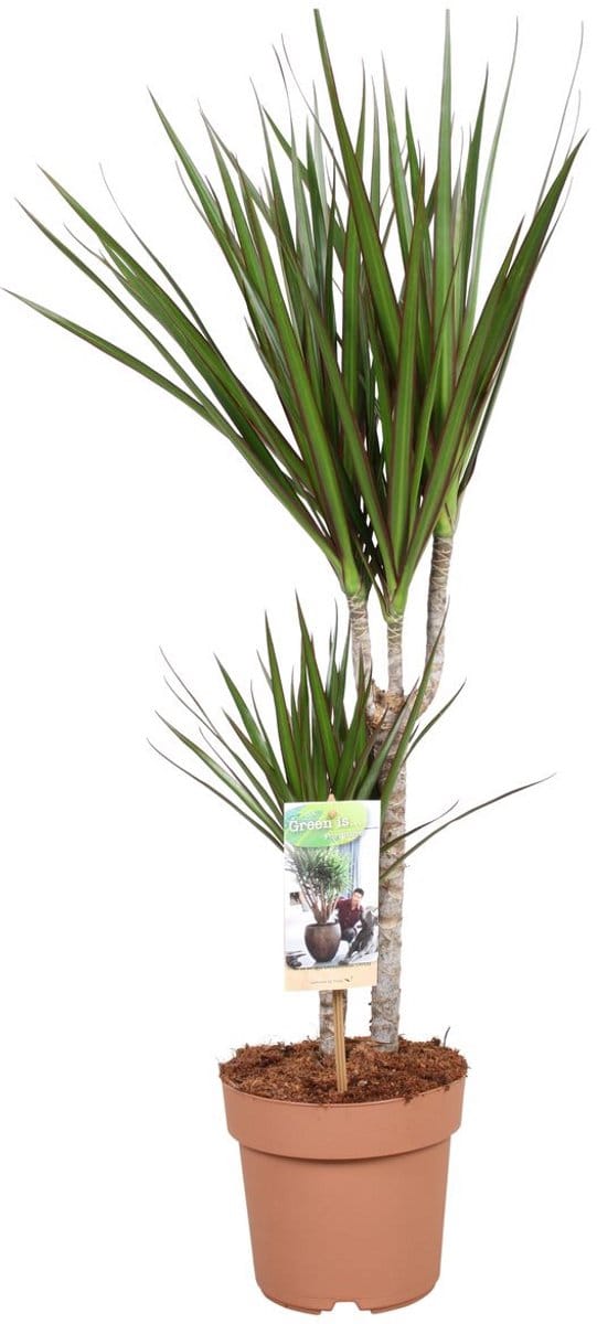 Dracaena Marginata - Hoogte 80cm - Pot 17cm