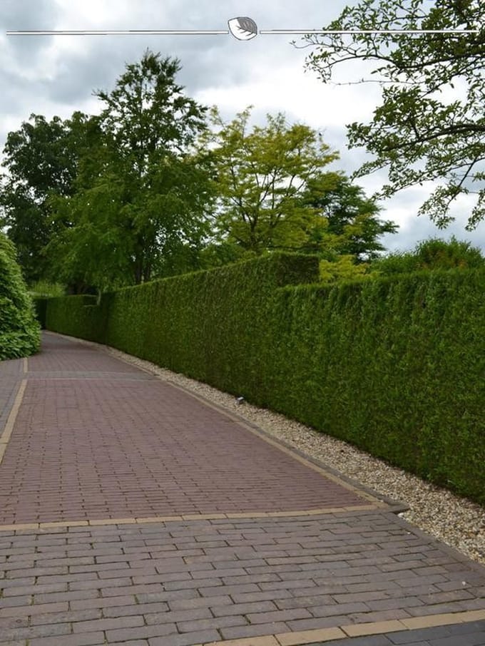 Levensboom Thuja plicata Martin 120-140 cm, 5x Haagplant