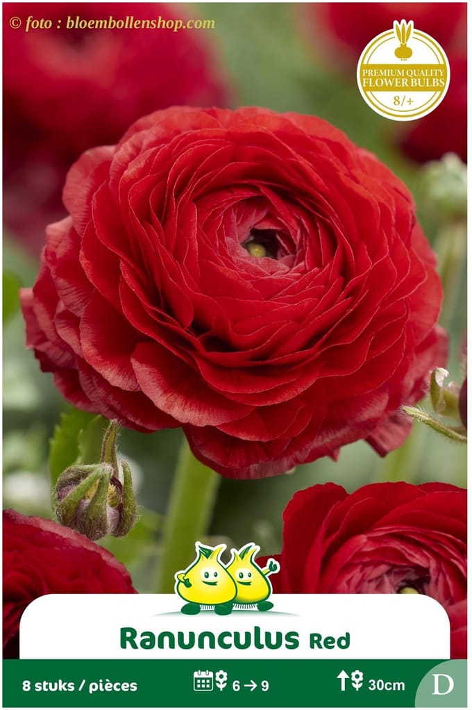 2 Zakjes Ranonkels Rood maat 8/+