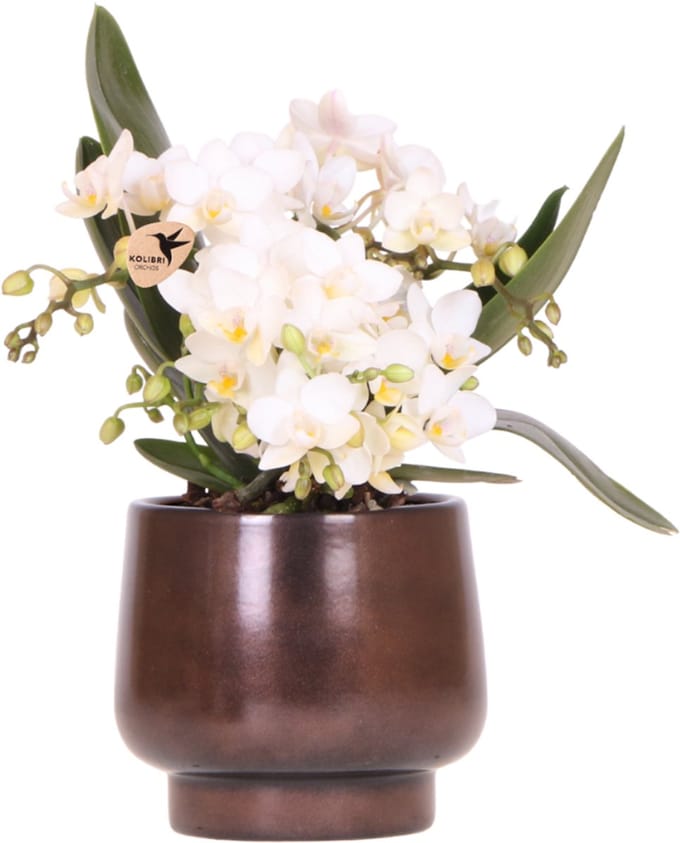 Kolibri Orchids | Scandic Copper pot Ø9cm met witte Nazaré orchidee – vers van de kweker