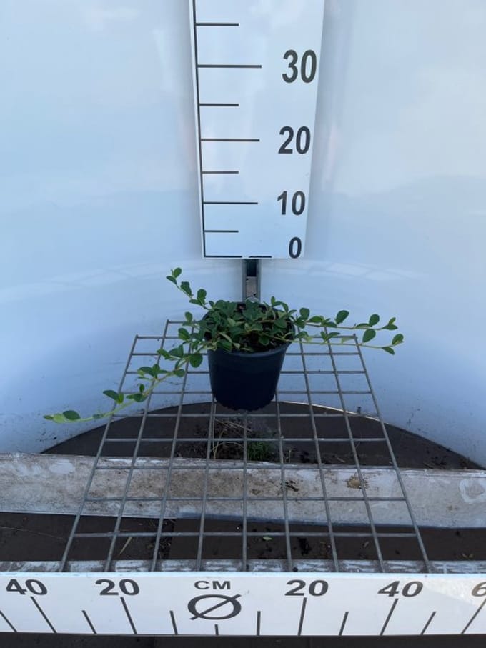Arbustes de haie - Un ensemble 3 - Cotoneaster dammeri - (1.3L) 25-30 cm