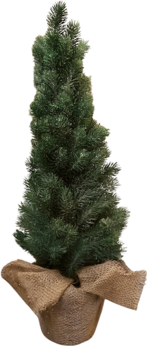 Denneboom 65cm
