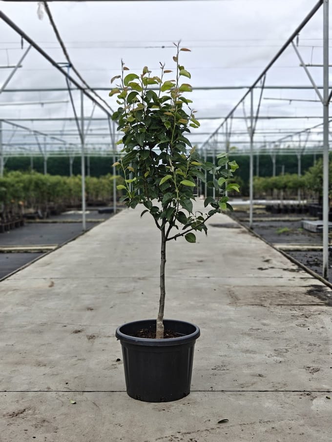 Pyrus communis - Oude Perenboom 'winterriet' - Onderstam Kwee Adams - 45L pot - ca. 2m