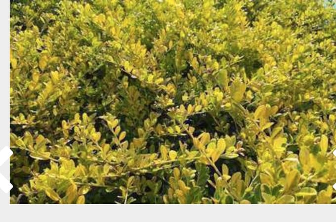 Ilex crenata 'Golden Gem' - Japanse Hulst 20 - 30 cm in pot