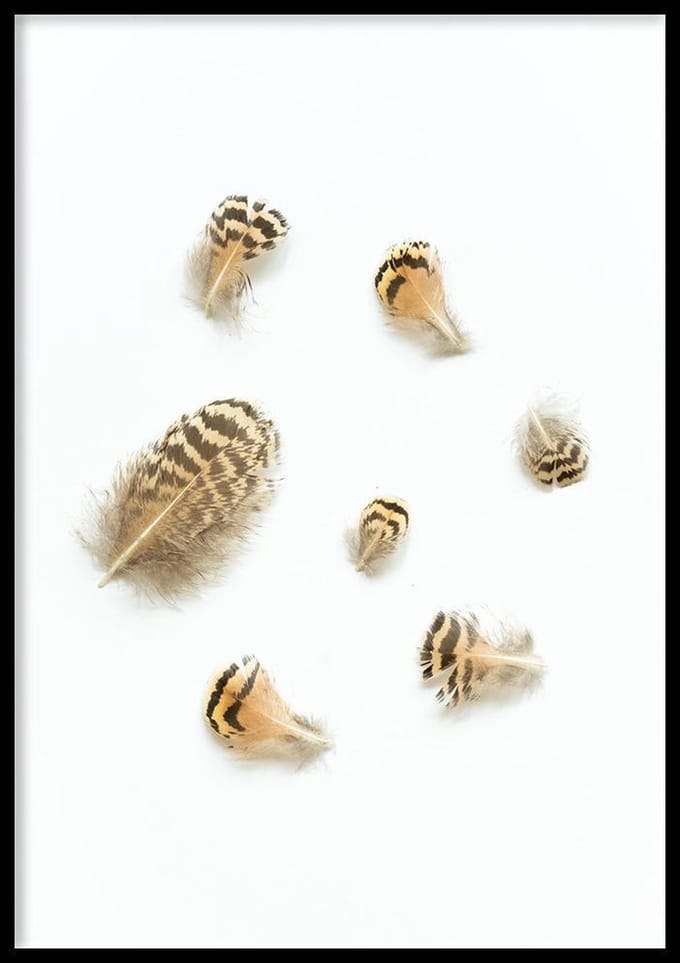 Poster Mini Veertjes - 50x70cm - Veer poster