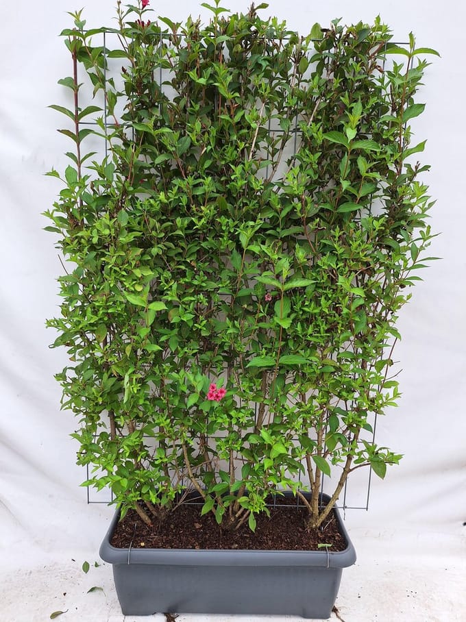 Green Harmony| Weigela 'Bristol Ruby' - Weigelia - Kant-en-Klaar Haag - 120 x 180 cm