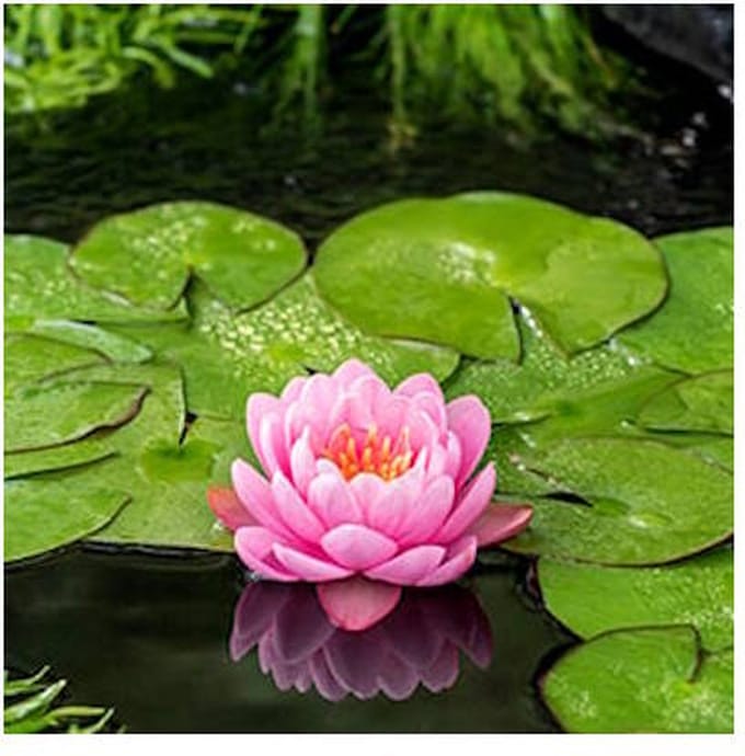 Moerings Nymphaea American Star | Waterlelie | In 11CM pot