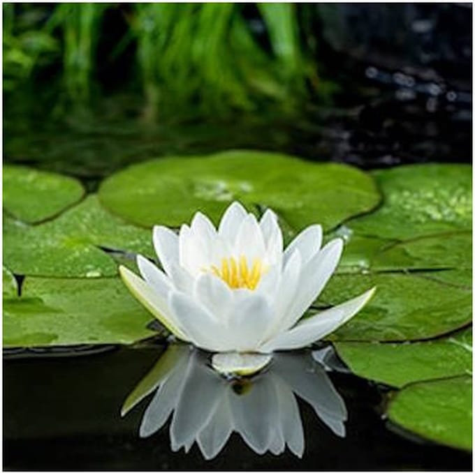 Moerings Nymphaea Fabiola | Waterlelie | In 11CM pot