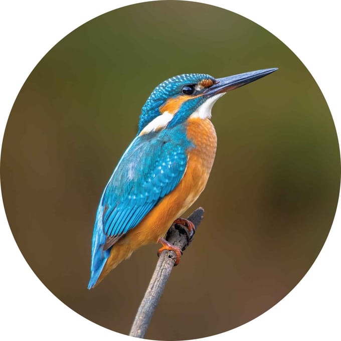 Wandcirkel Muurcirkel 15cm dibond IJsvogel