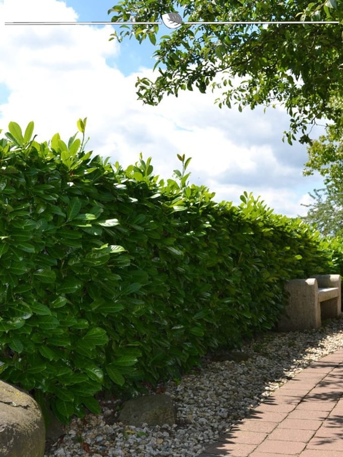 Laurier Prunus Rotundifolia 60-80 cm, 100x Haagplant
