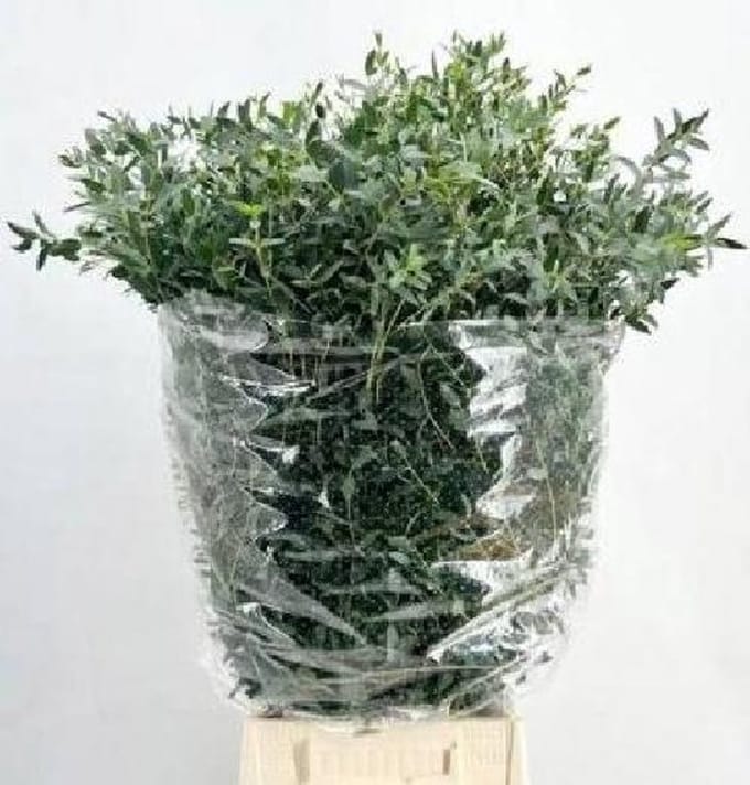 5x Sg eucalyptus parvifolia 70cm