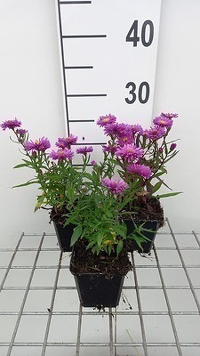 6x Aster - Aster n.b. 'Karminkuppel' | 9x9 cm pot