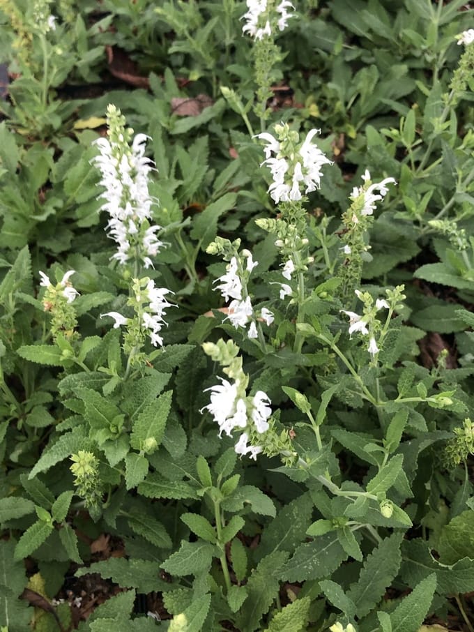 6x Salie - Salvia nem. 'Schneehügel' | 9x9 cm pot