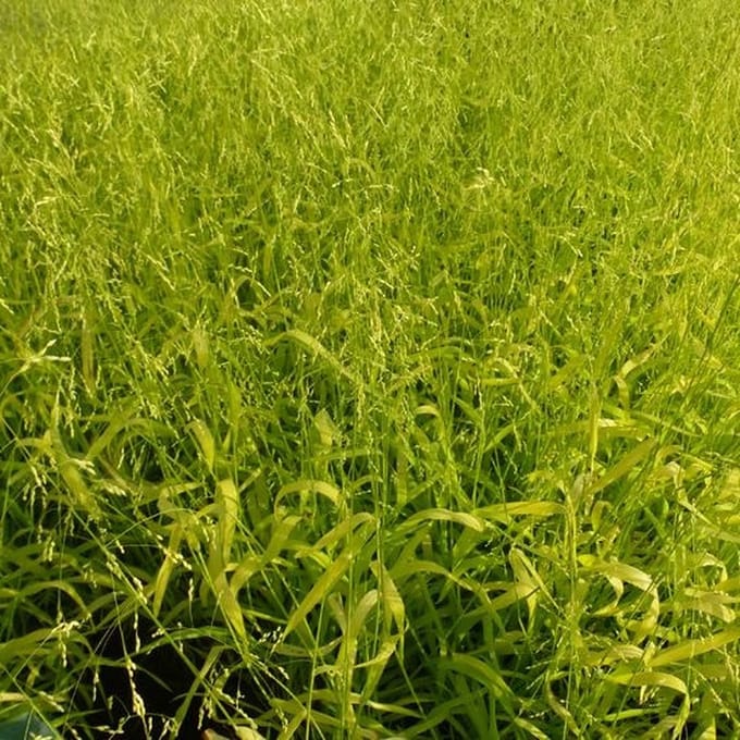 6x Bosgierstgras - Milium effusum ‘Aureum’ - Pot 9x9cm