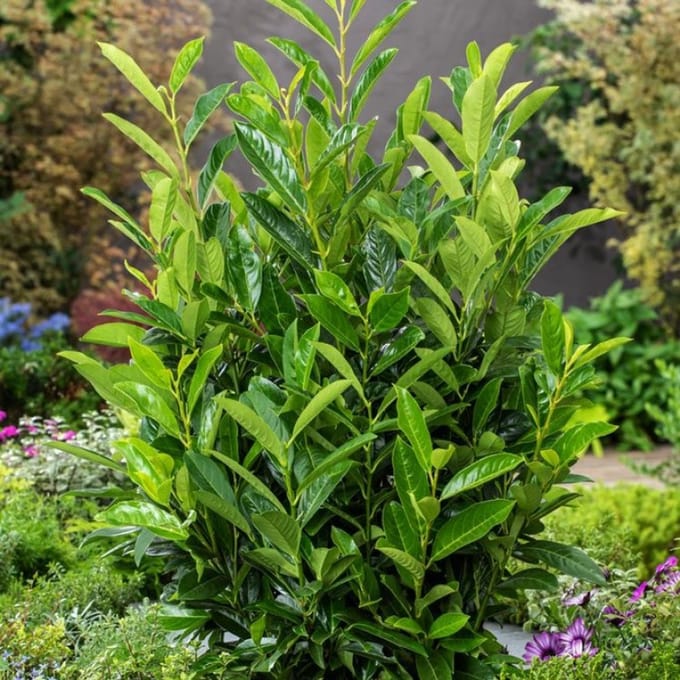 Plants Online BV - Planten - Set van 1 - Prunus laurocerasus Elly