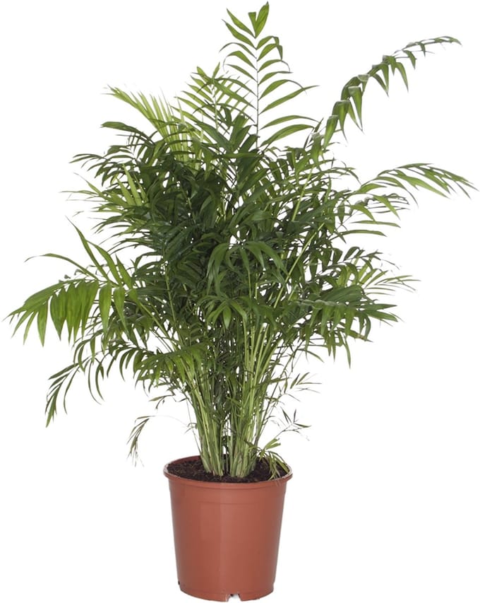 Bloomique - Chamaedorea Elegans - De kamerpalm - Compacte groeiwijze - Robuust - 110-120 cm hoog - 24 cm pot