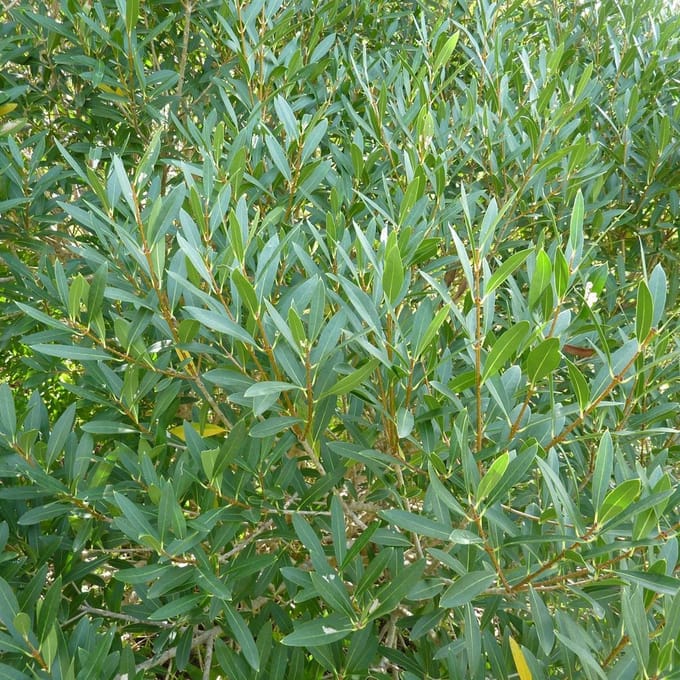 Phillyrea angustifolia - Steenlinde 40-50 cm in pot