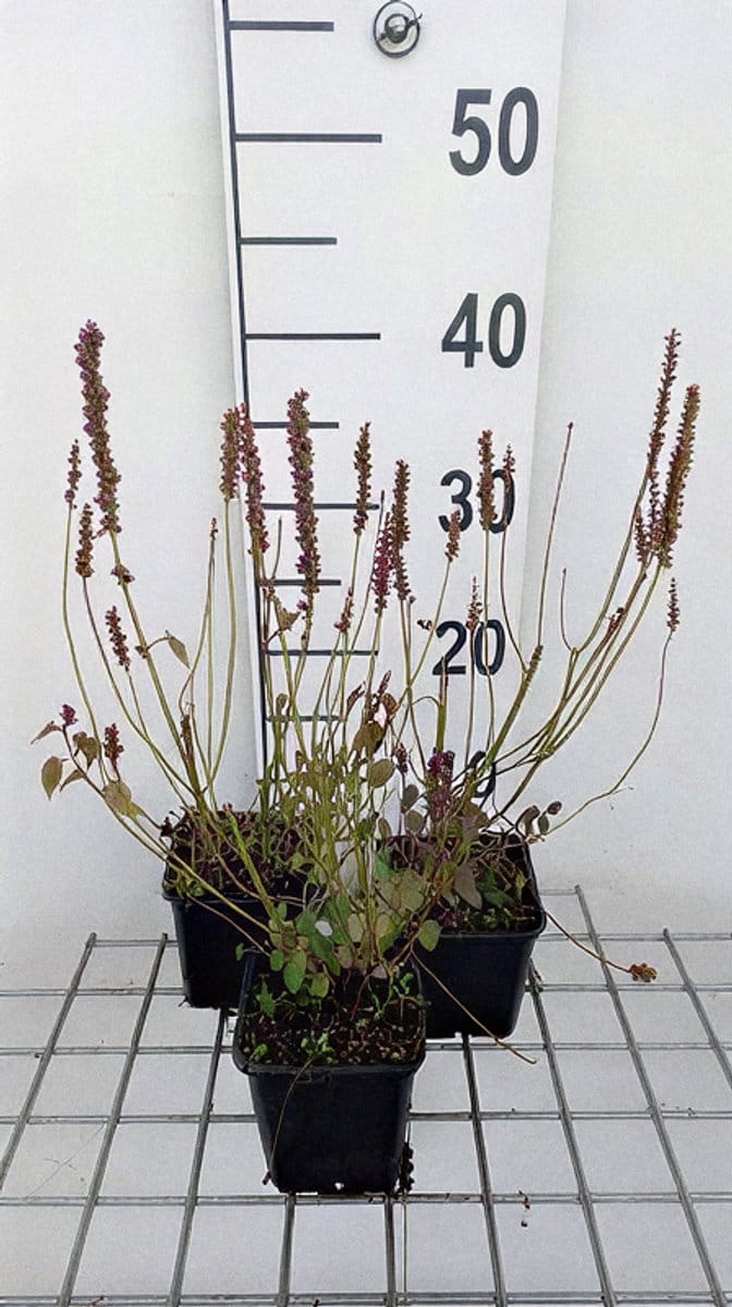 6x Dropplant - Agastache 'Astello Indigo' | 9x9 cm pot