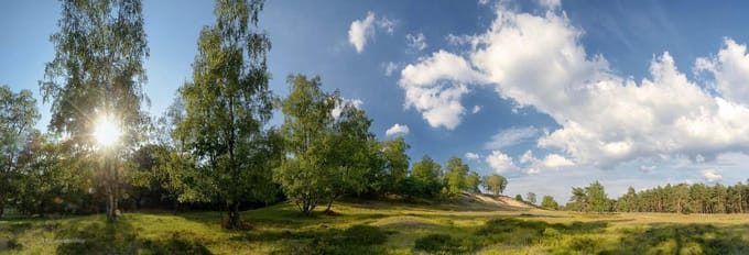 Fotobehang heide op de Veluwe 250 x 260 cm - € 175,--