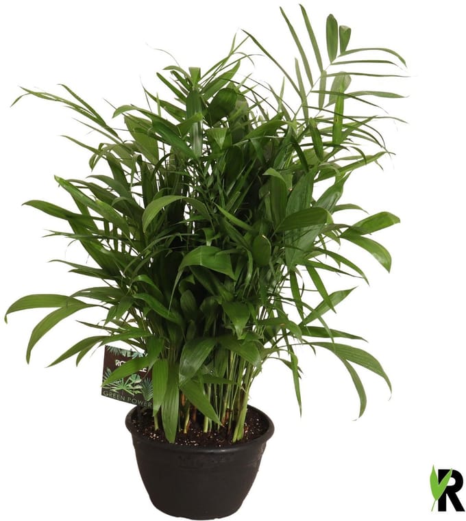 Chamaedorea Seifrizii 100 cm - Kamerplant - Potmaat Ø30 cm