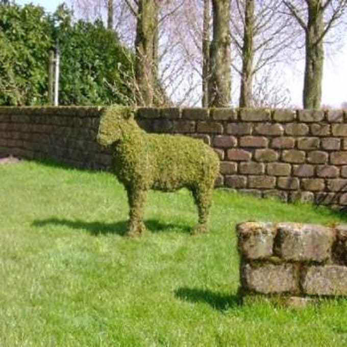 Schaap - Mos