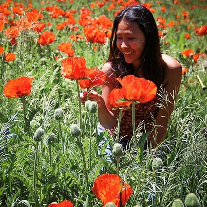Klaproos zaden - Klaproos Scharlaken rood