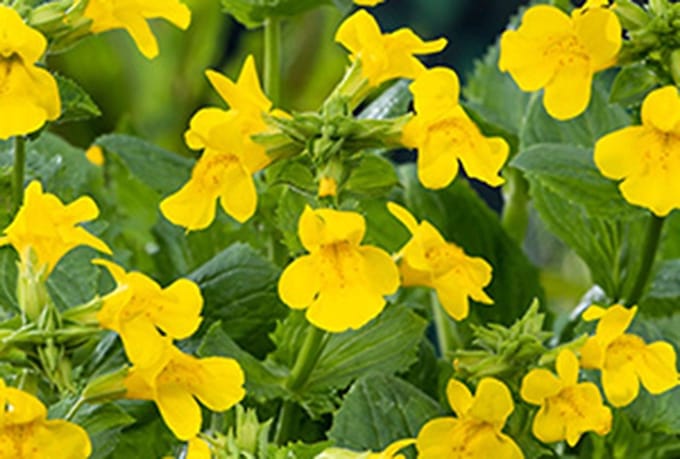6x Gele maskerbloem - Mimulus luteus | 9x9 cm pot