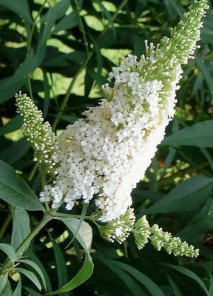 Buddleja davidii 'White Profusion' - Vlinderstruik 40 - 60 cm in pot