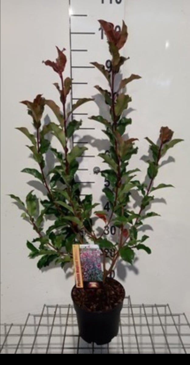 2 x Photinia fras. 'Magical Volcano'® ('kolmavoca') - Glansmispel 30- 40 cm in pot