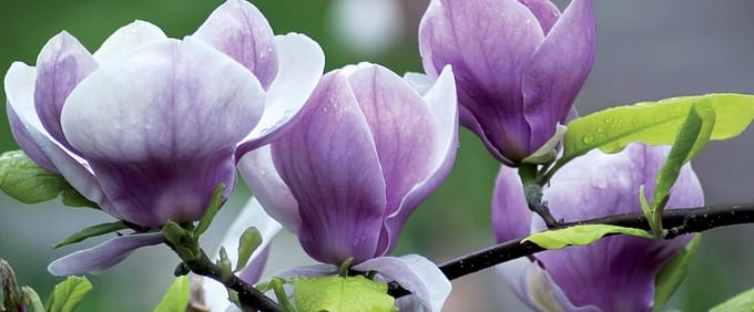 Flowers Magnolia Water Photo Wallcovering