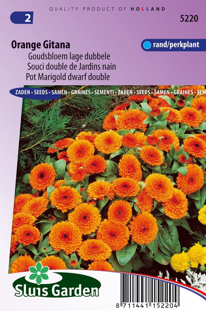 Sluis Garden Goudsbloem Orange Gitana (Calendula officinalis)