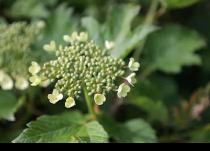 Viburnum op. 'Compactum' - Gelderse Roos 25- 30 cm in pot