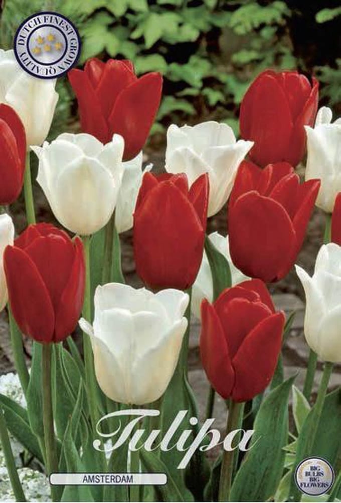 Amsterdam Garden Tulpenbollen 10 stuks bolmaat 12+