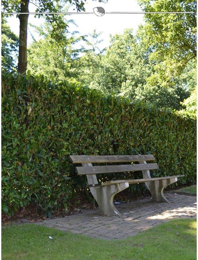 Laurier Prunus Herbergii 100-120 cm, 40x Haagplant