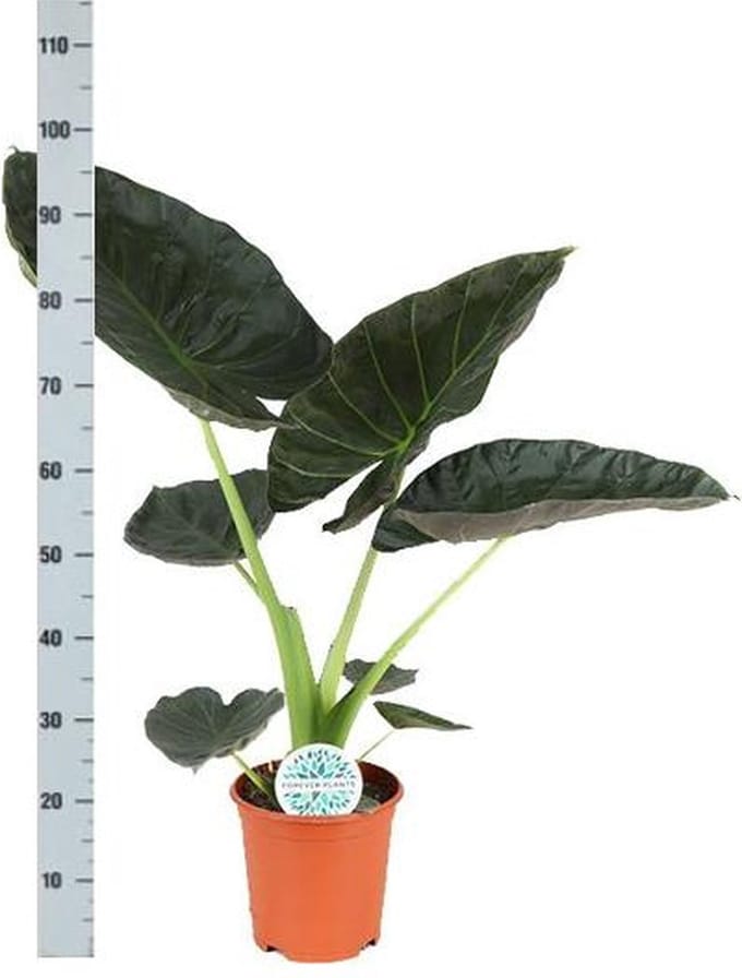Green Harmony - Alocasia Regal Shield Ø21cm - 100cm in Vibes ROZE pot