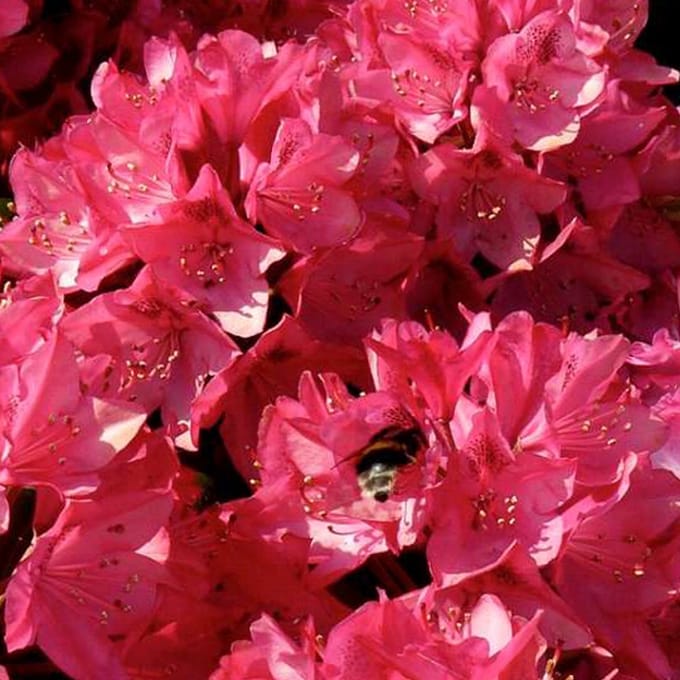 Rhododendron 'Nova Zembla' - 40-50 cm