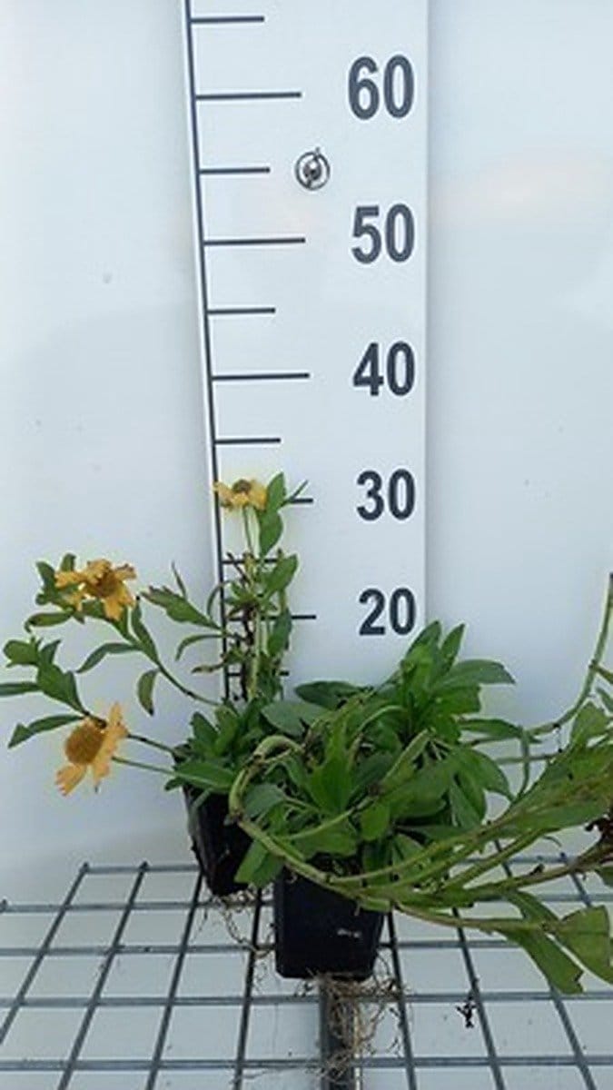 6x Zonnekruid - Helenium aut. 'Pumilum Magnificum' | 9x9 cm pot